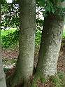 Tourstop 1 - GI-Baumschnitzereien - GI tree carvings